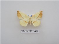 藏品(尺蛾276)的圖片